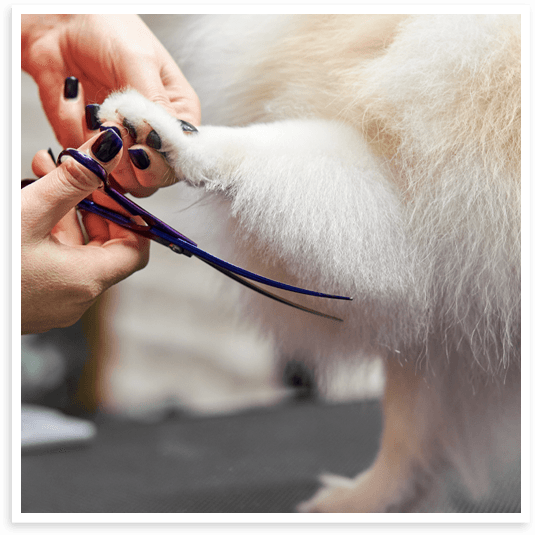 Dog haircuts and styling in North Texas.