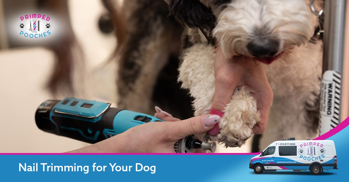 Dog Nail Trimming Service Near Me