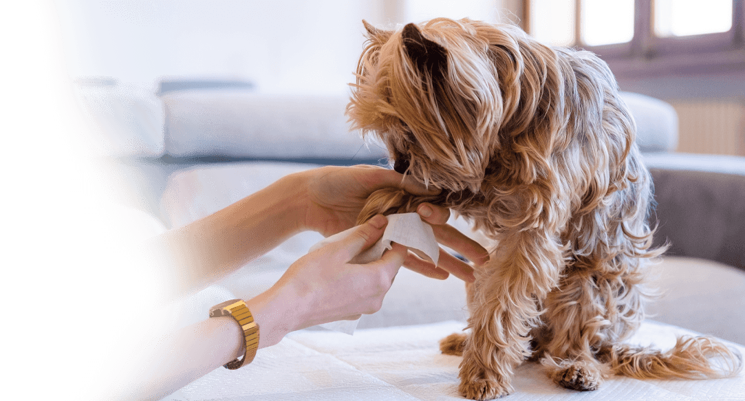 North Texas nail trimming for dogs.