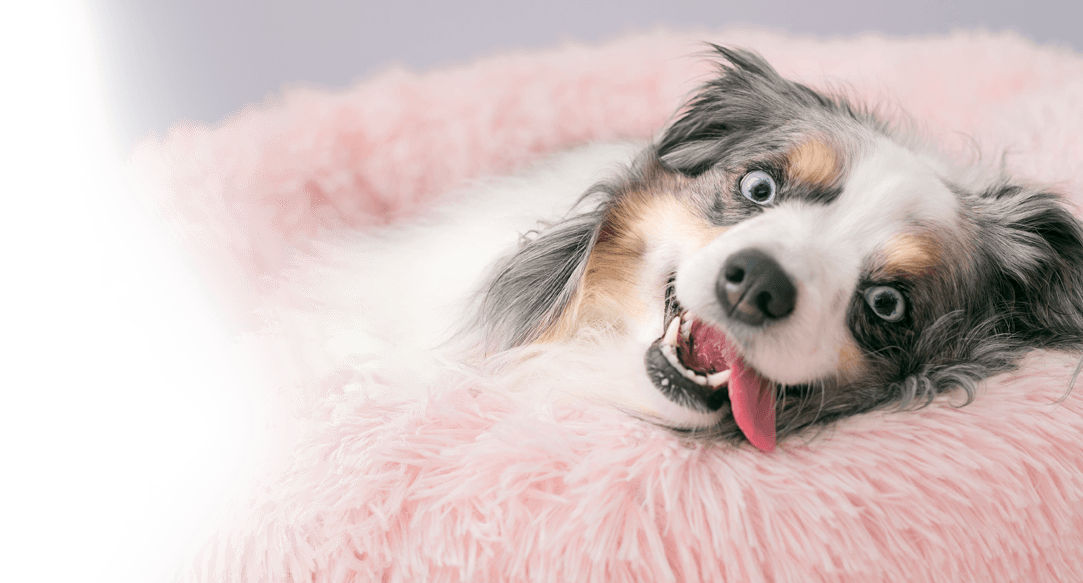 Dallas-Fort Worth teeth brushing service for dogs.
