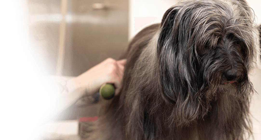 Mobile dematting for cats and dogs in Dallas-Fort Worth.