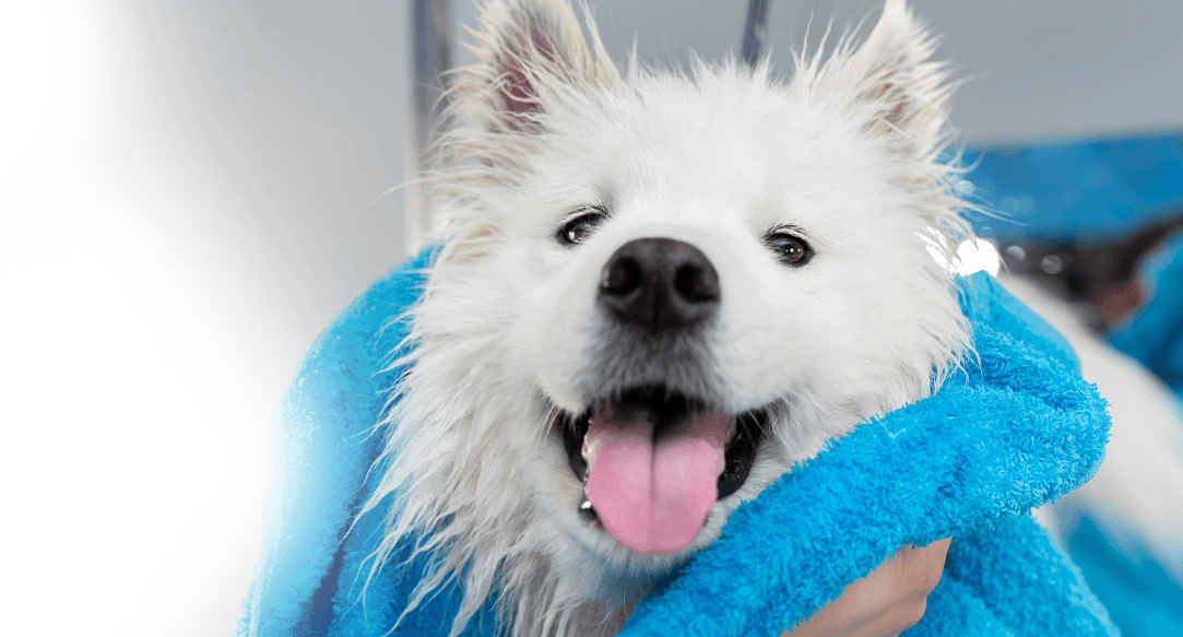 Mobile dog baths in Dallas-Fort Worth.