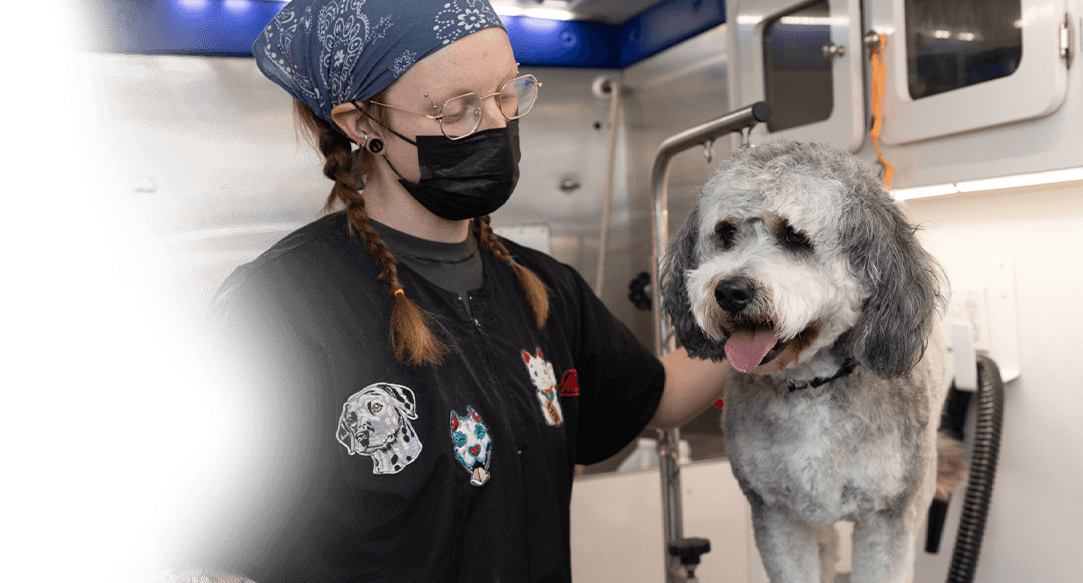 Pet grooming for your doodle with mobile care in Dallas-Fort Worth.