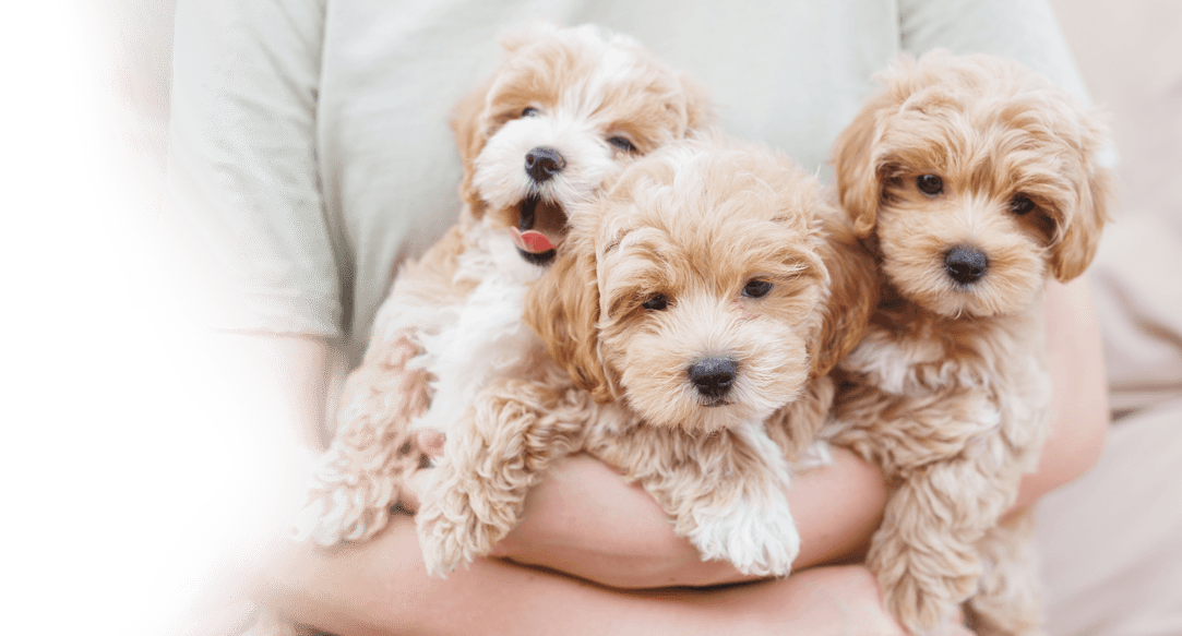 Puppy bathing and haircuts in Dallas-Fort Worth.