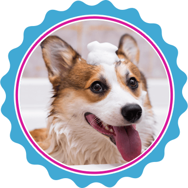 Dog bathing and conditioning in North Texas.