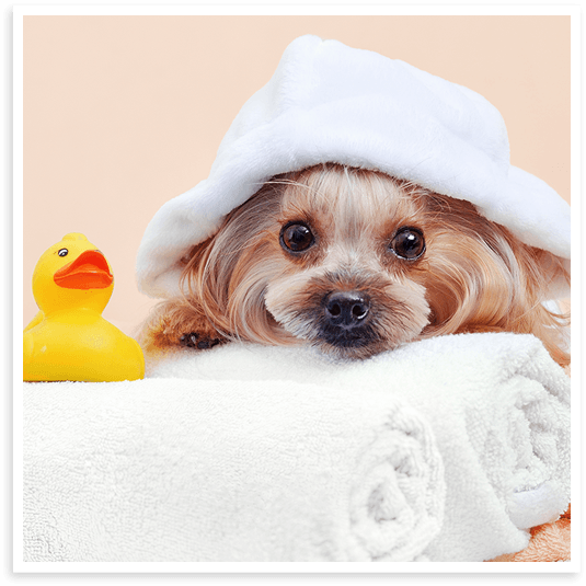 North Texas deep conditioning treatment for dogs.