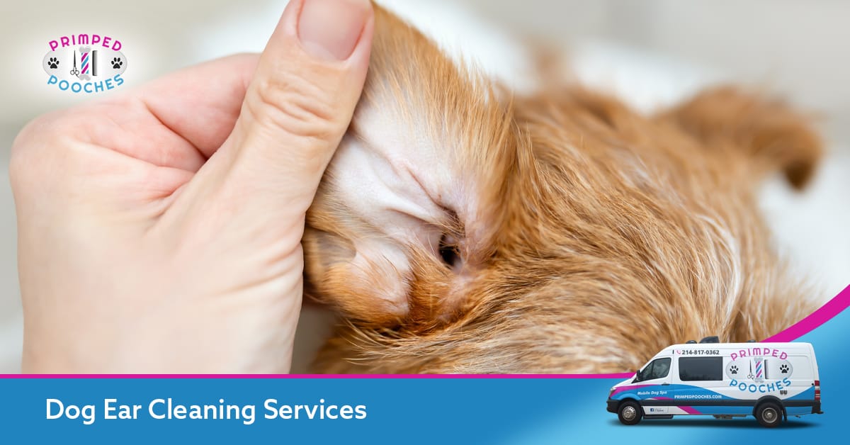 Visual Reference: Best Mobile Dog Ear Cleaning Services In North Texas
