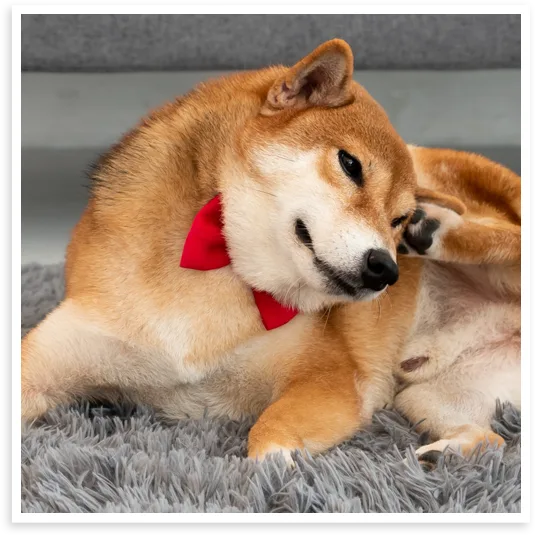 North Texas dog grooming services for fleas.