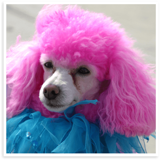 Dog hair dyeing and tinting in North Texas.
