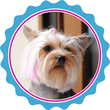 North Texas dog hair dyeing treatment.