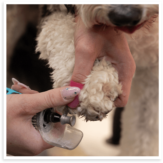 Dog nail clipping service in North Texas.