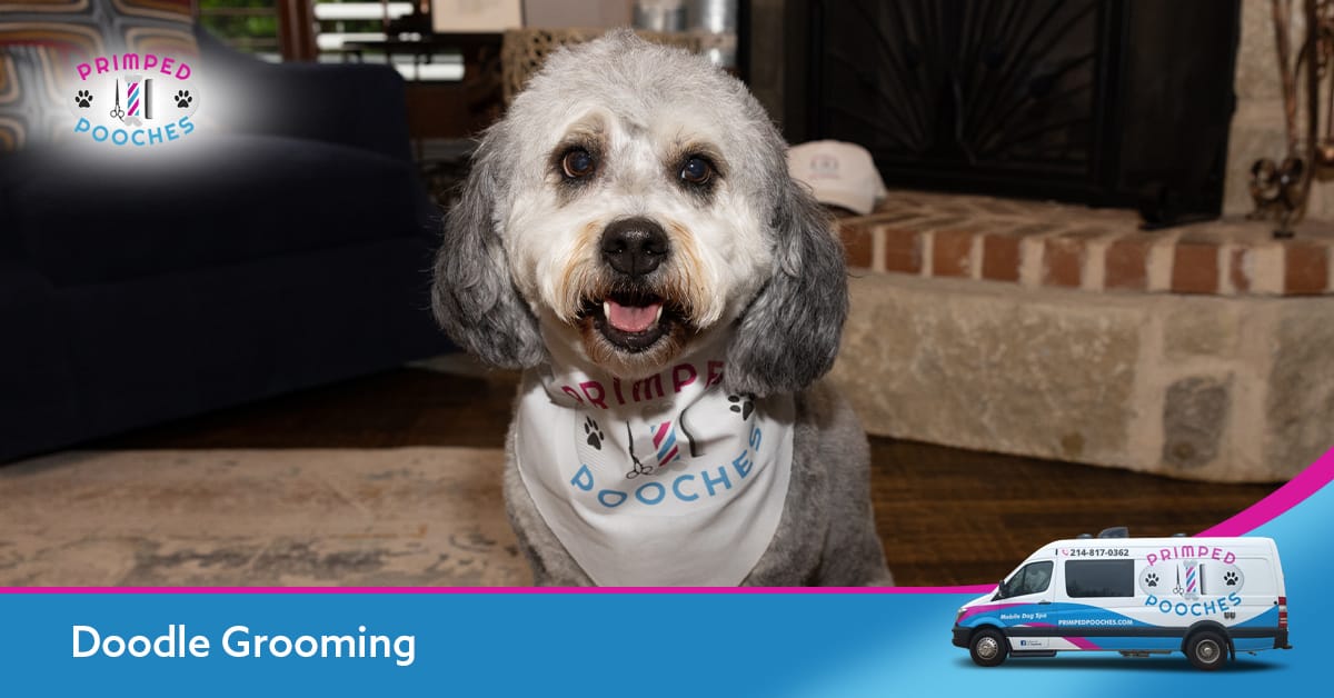 How Much is Dog Grooming near Me: Affordable Prices Revealed!