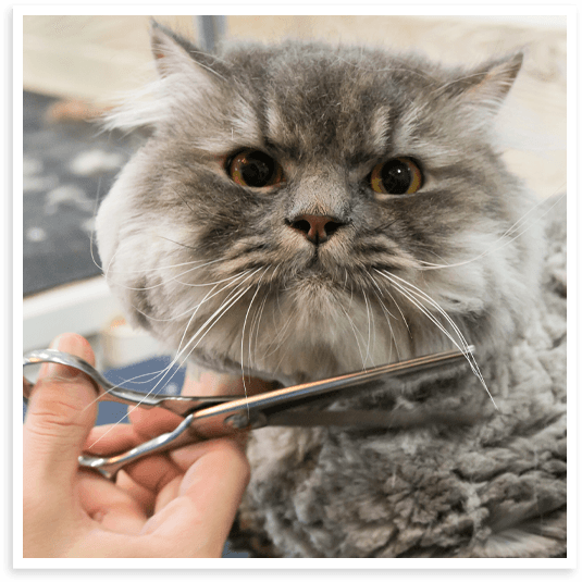 Full-service feline cuts in North Texas.