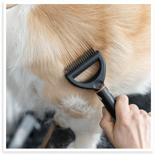 Home dog and cat deshedding treatment in North Texas.