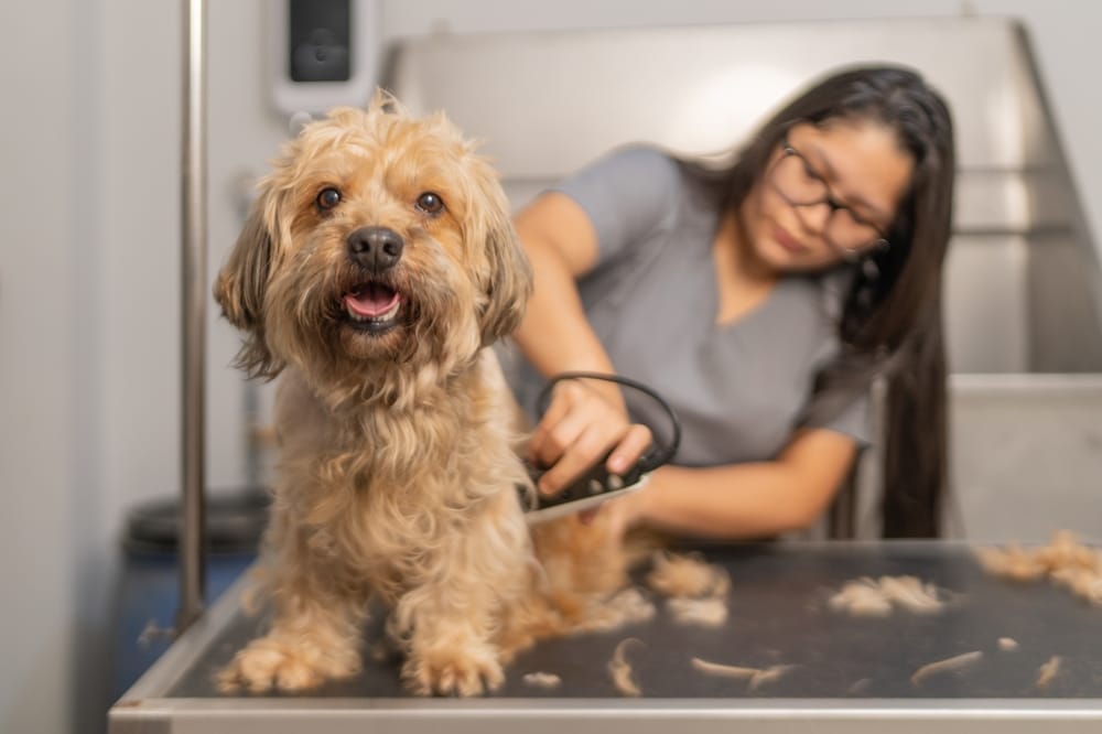 Efficient mobile dog grooming in North Texas.