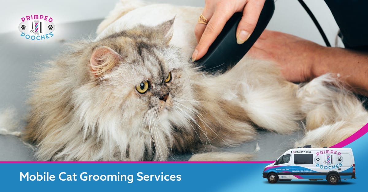 Mobile Cat Grooming in Singapore: Housecall Services | Pawkit