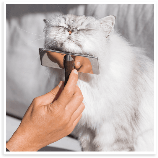 Mobile pet grooming for cats in North Texas.