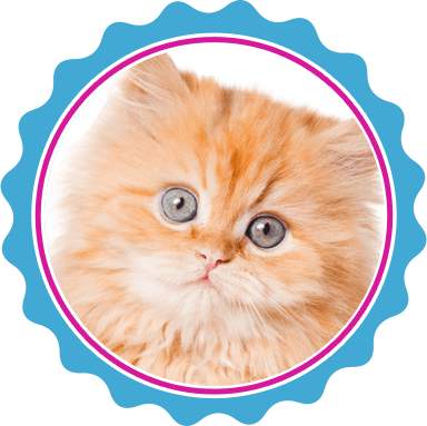 Mobile cat haircuts in North Texas.