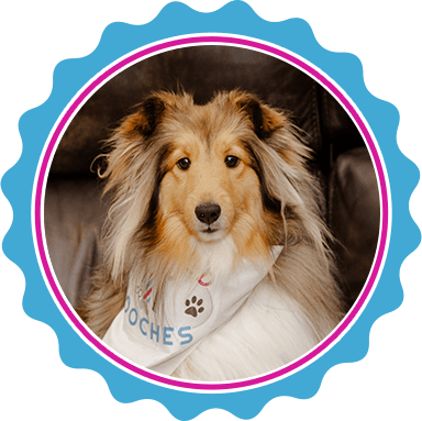 North Texas mobile dematting treatment for dogs.