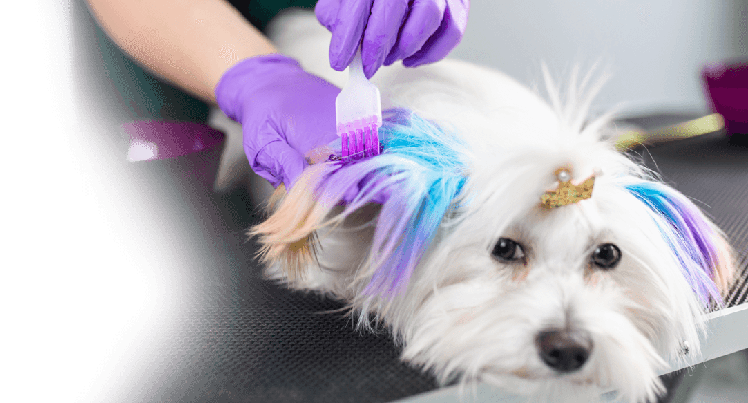 Mobile color sessions for dogs in Dallas-Fort Worth.