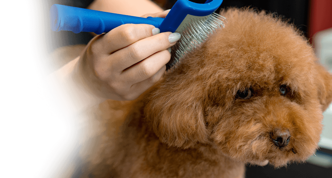 Mobile deshedding services for dogs in Dallas-Fort Worth.