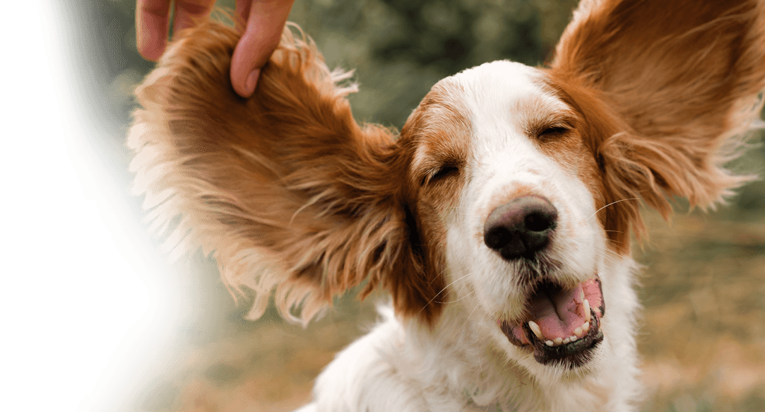 Mobile dog ear cleaning to prevent infection.
