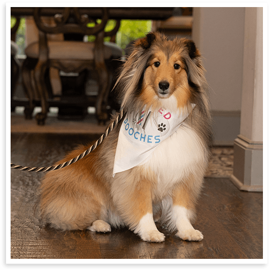 About Mobile Dog Groomers in North Texas.