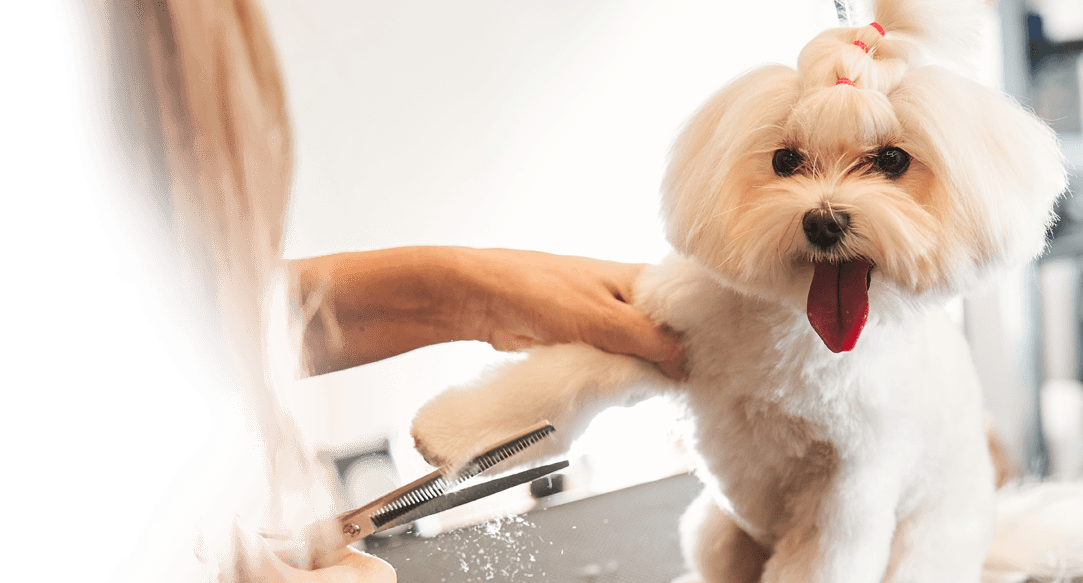 Mobile dog haircuts in North Texas.
