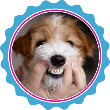 Mobile teeth brushing for dogs in North Texas.