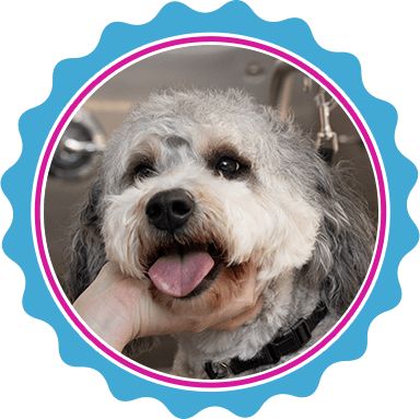 North Texas doodle pet grooming services.