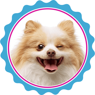 Pet deshedding treatment in North Texas.