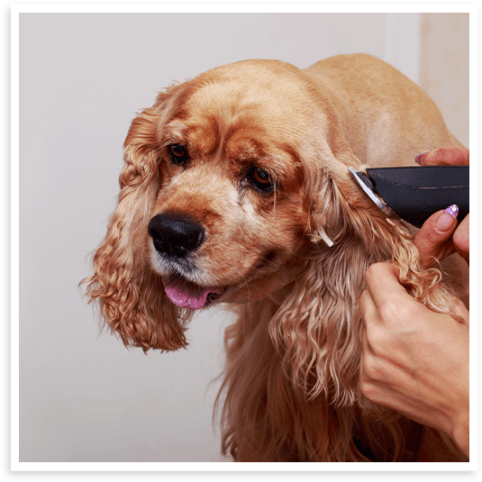 Mobile dog grooming for senior dogs in North Texas.