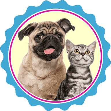 North Texas flea and tick treatments for pets.