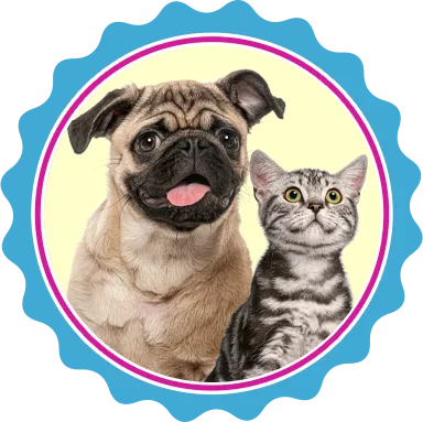 North Texas flea and tick treatments for pets.