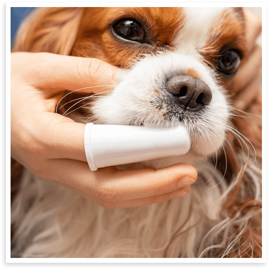 North Texas dog tooth brushing professionals.