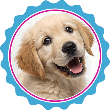 Expert puppy grooming in North Texas.