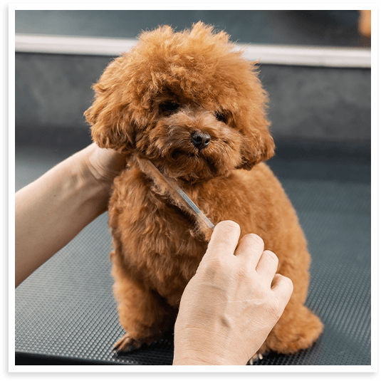 Mobile pet grooming for young puppies in North Texas.