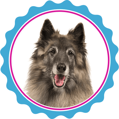 Senior dog grooming services in North Texas.