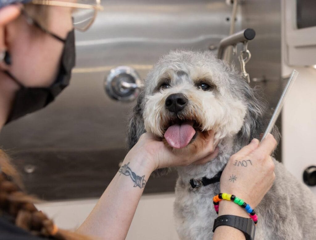 Mobile Groomers Make It Easy