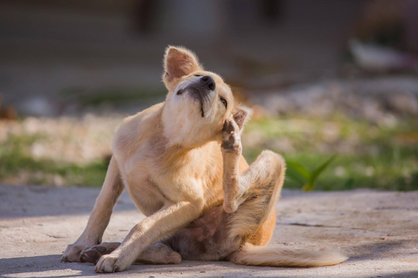 Dogs with Sensitive Skin in Texas.
