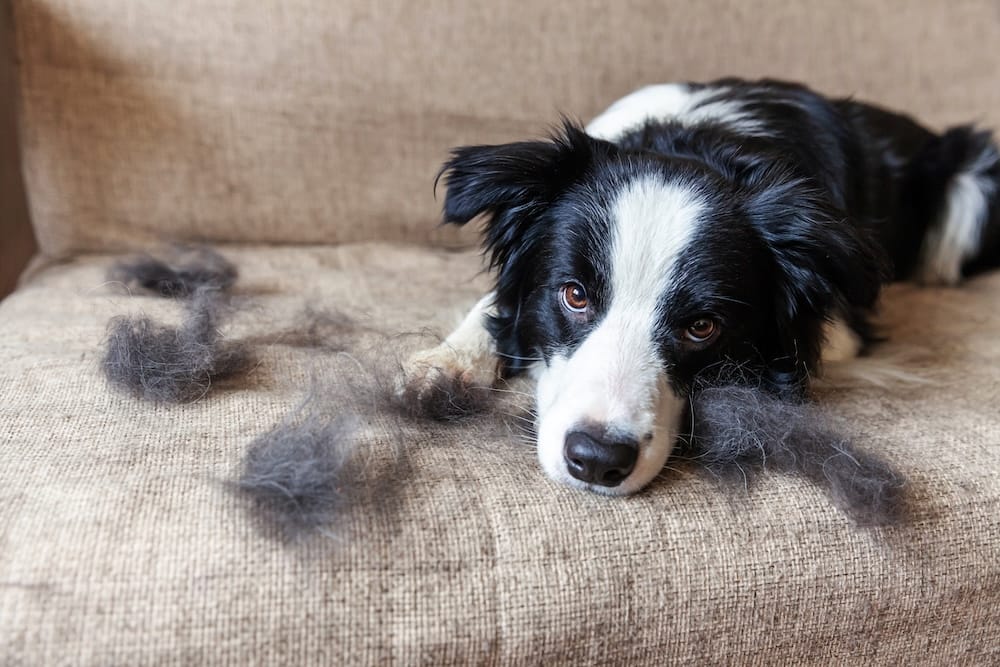 Mobile dog grooming with fall deshedding treatments.