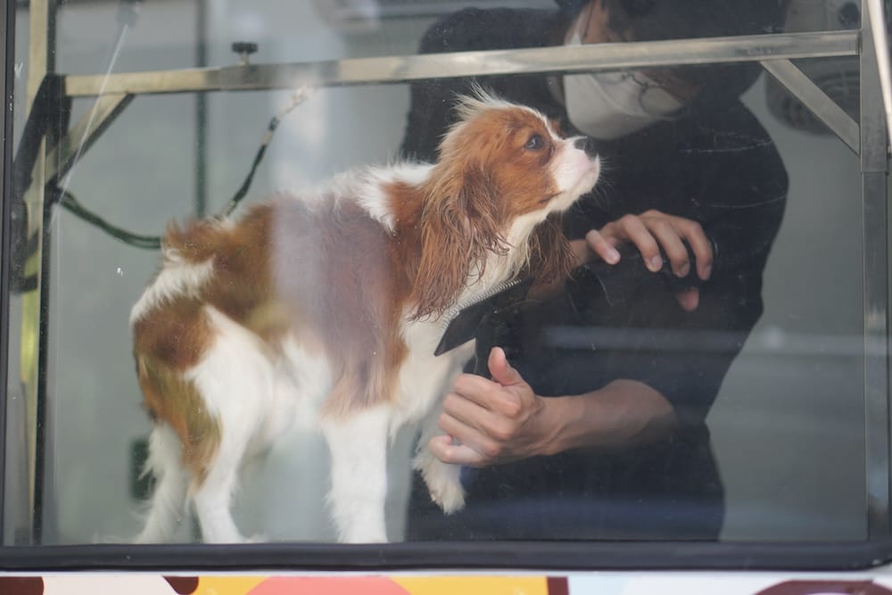 Mobile dog groomers provide professional pet care services in Frisco.