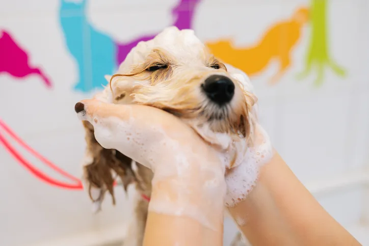 Do You Tip Your Dog Groomer: Essential Etiquette Tips Revealed