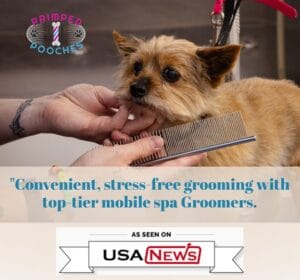 Primped Pooches USA News