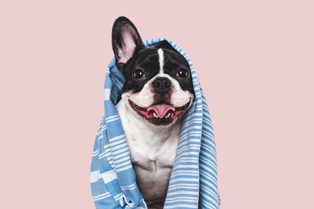 Prep your dog’s winter coat with mobile dog grooming.