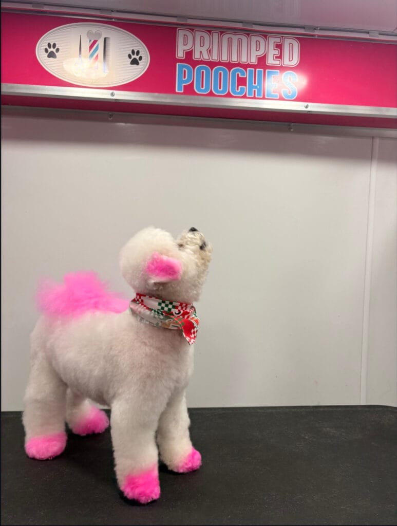 A happy dog after a fun haircut that meets their pet parents’ needs.