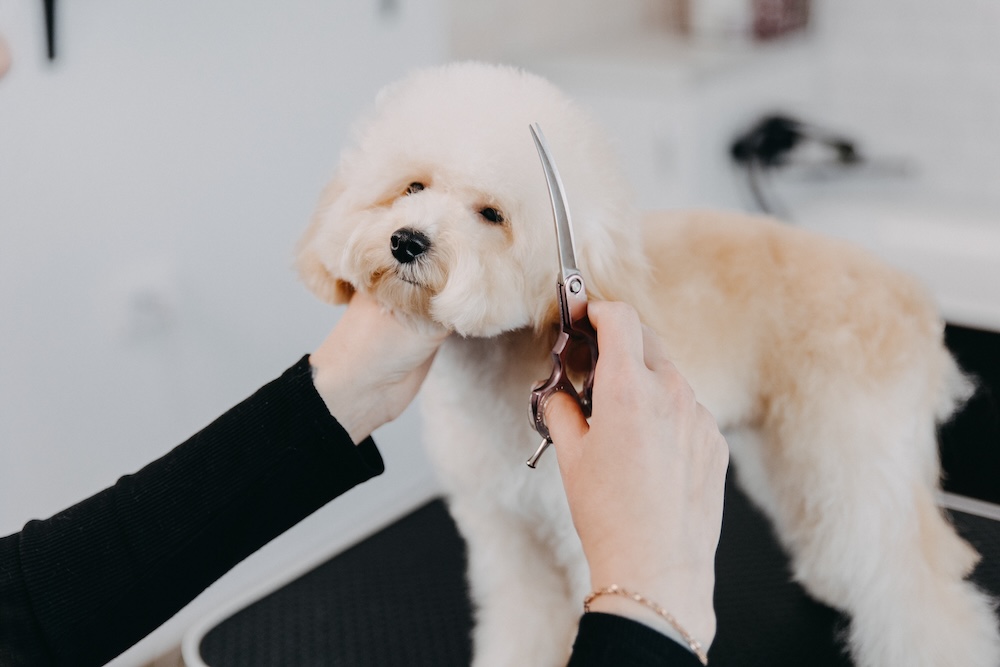 Mobile dog grooming costs in McKinney, TX.