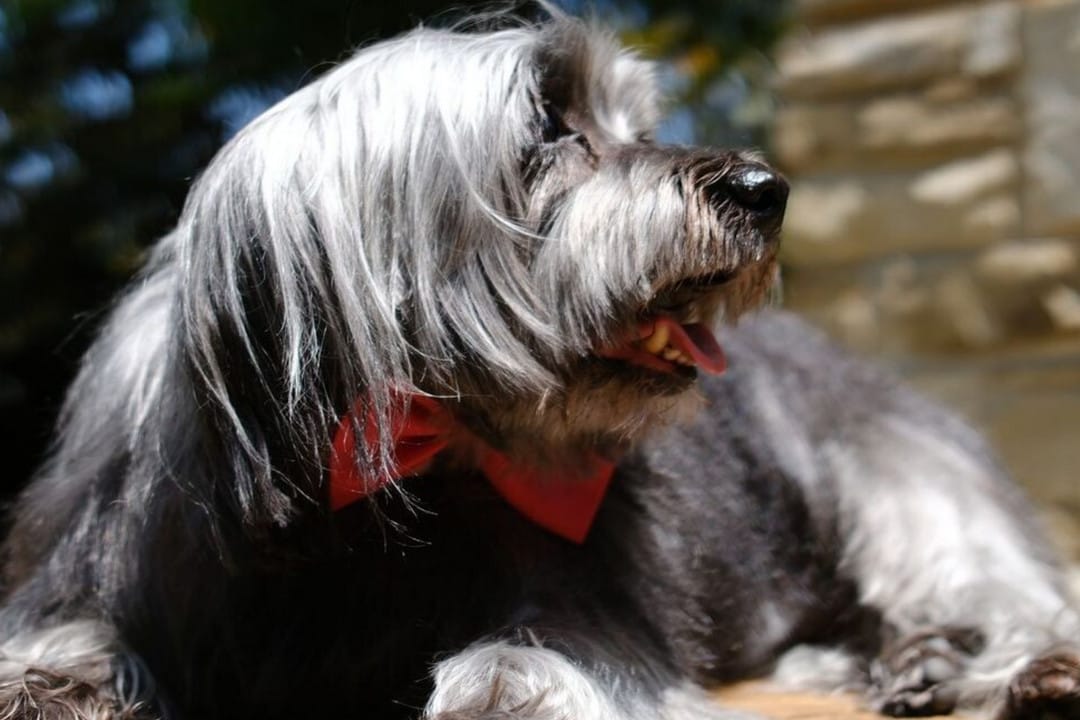 Summer dog grooming in McKinney, TX.