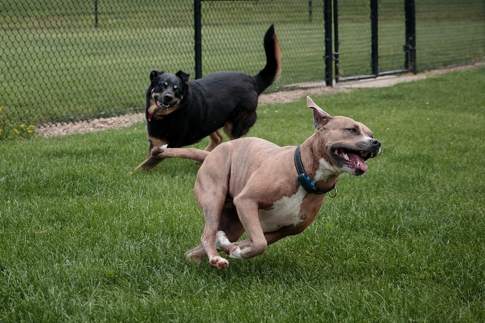 Managing springtime odors in large dog breeds.