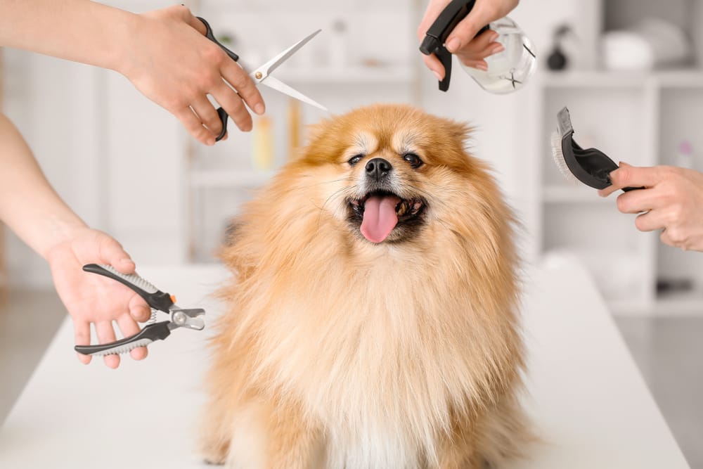 Summertime dog grooming in Texas.